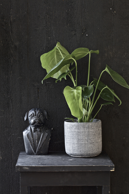 Satsa på mörka, murriga färger och stora gröna växter som till exempel en Monstera. Foto: Blomsterlandet.