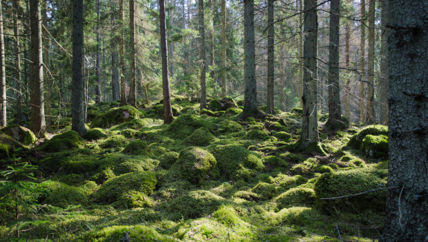 Skog